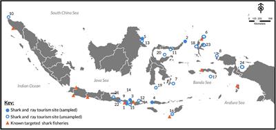 The Economic Value of Shark and Ray Tourism in Indonesia and Its Role in Delivering Conservation Outcomes